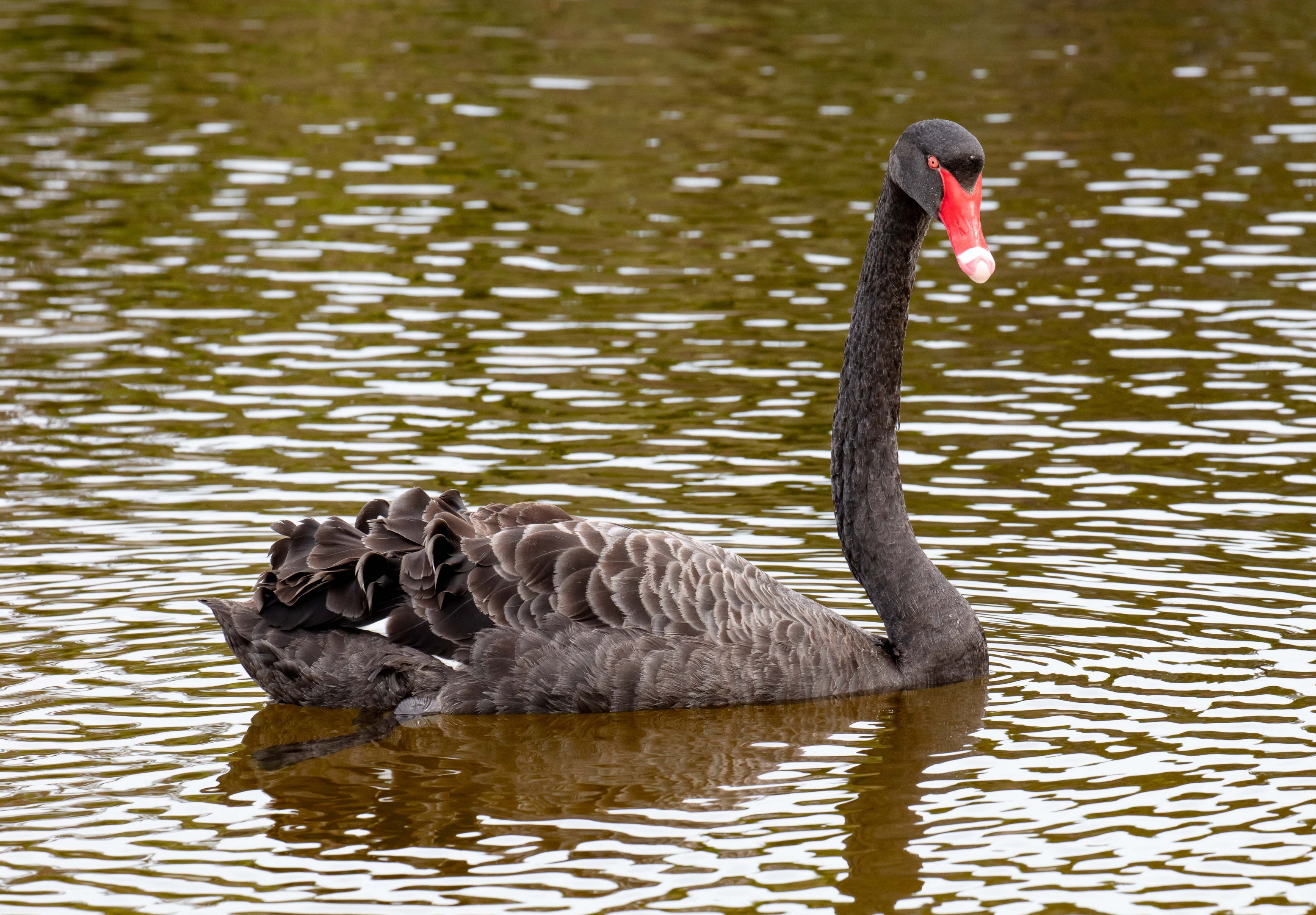 Black Swan