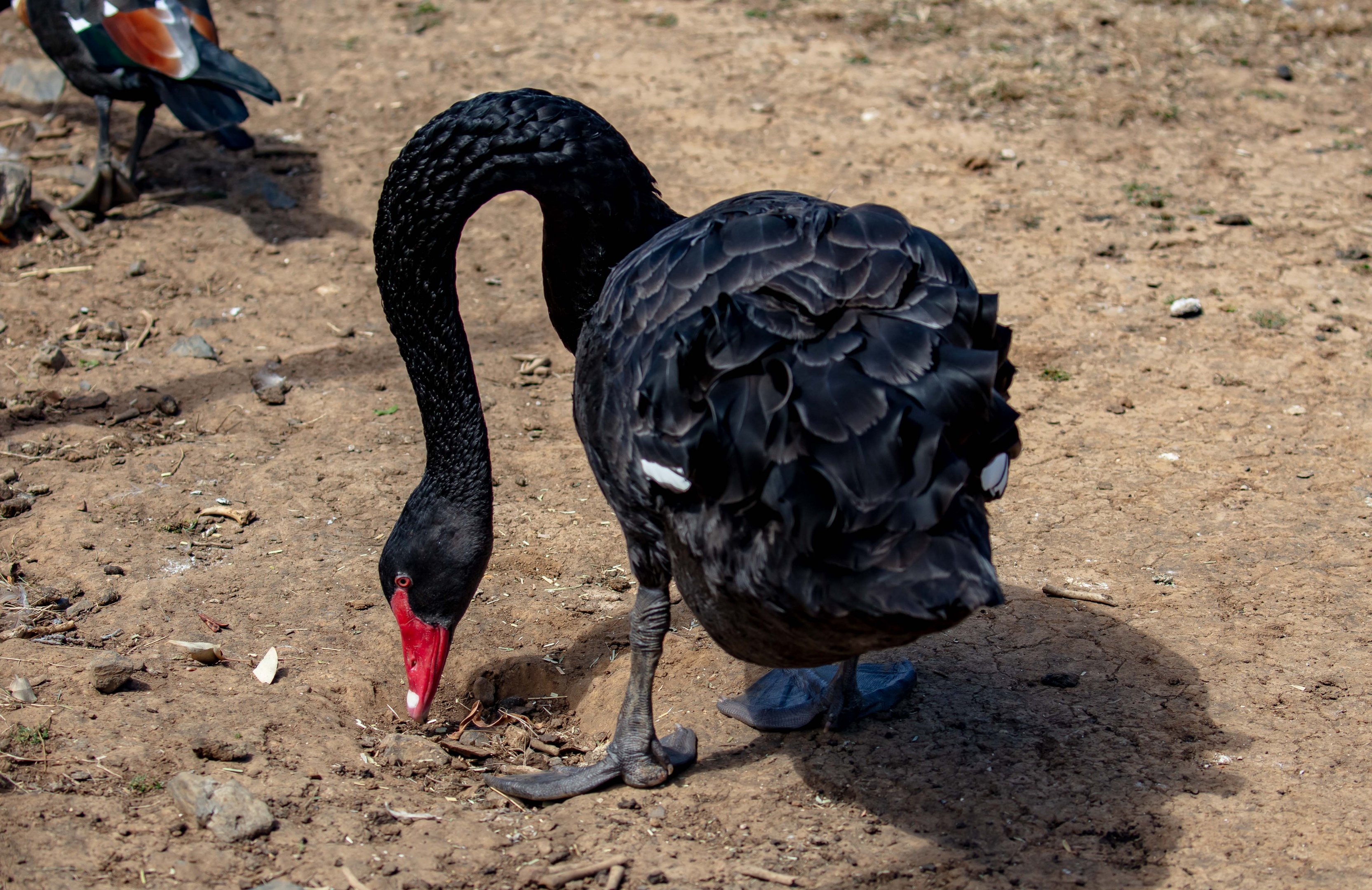 Black Swan