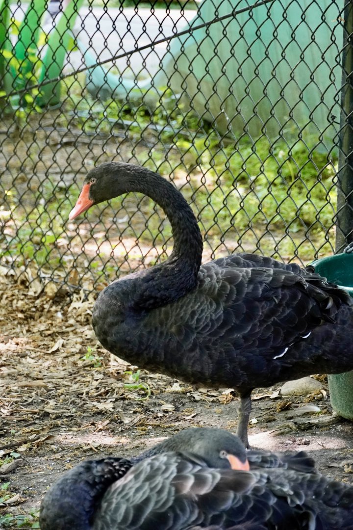 Black Swan