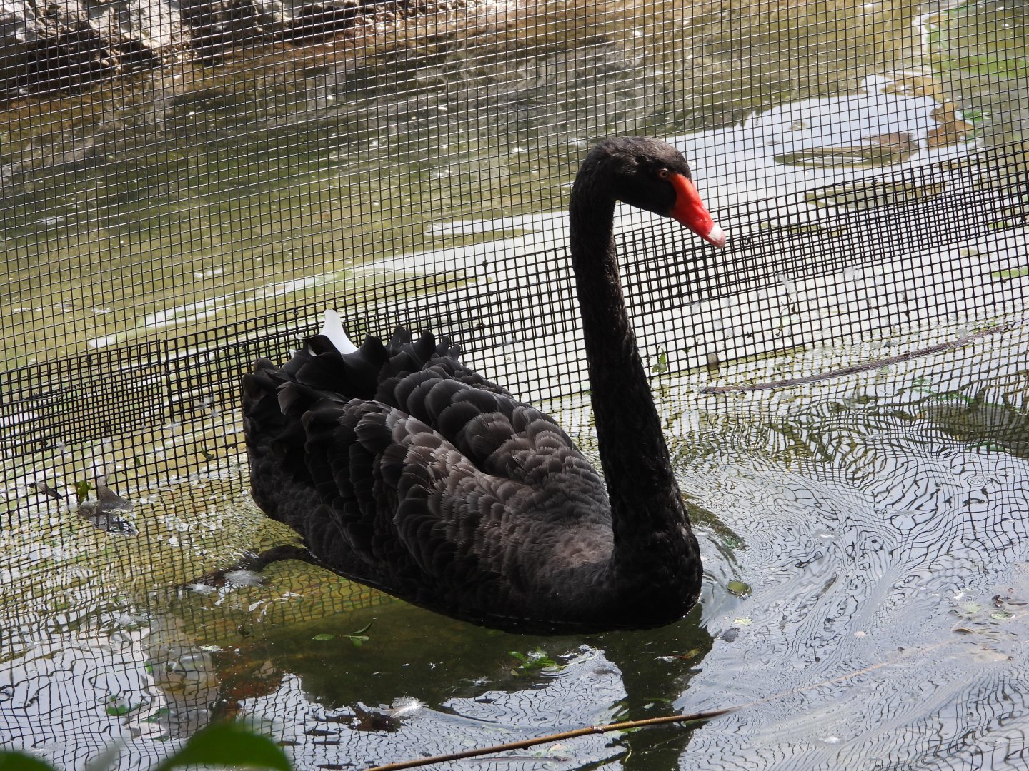 Black swan
