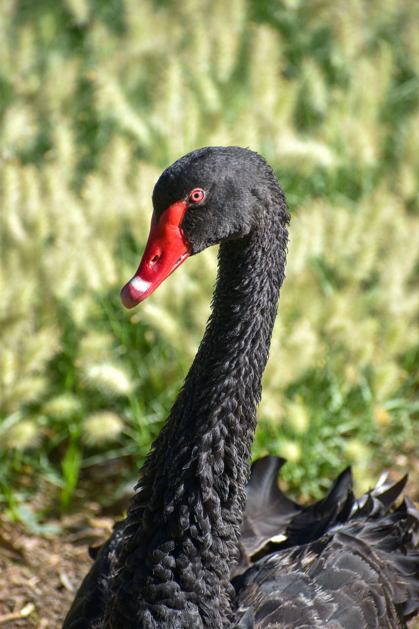 Black Swan