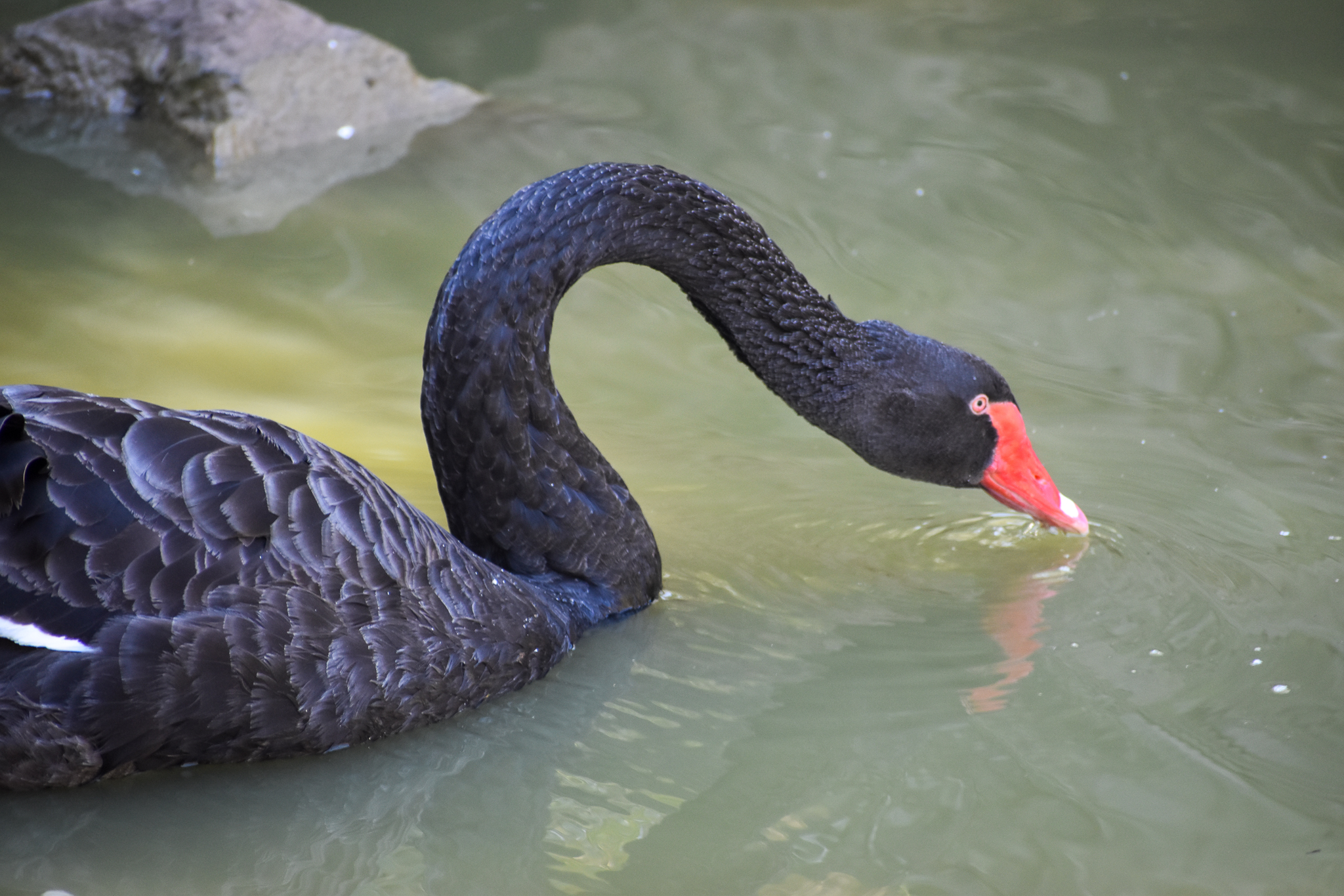Black Swan