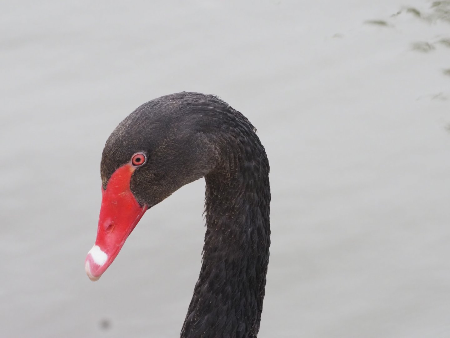 Black Swan