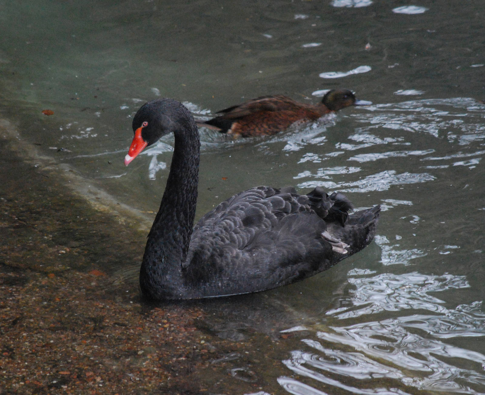 BLACK SWAN