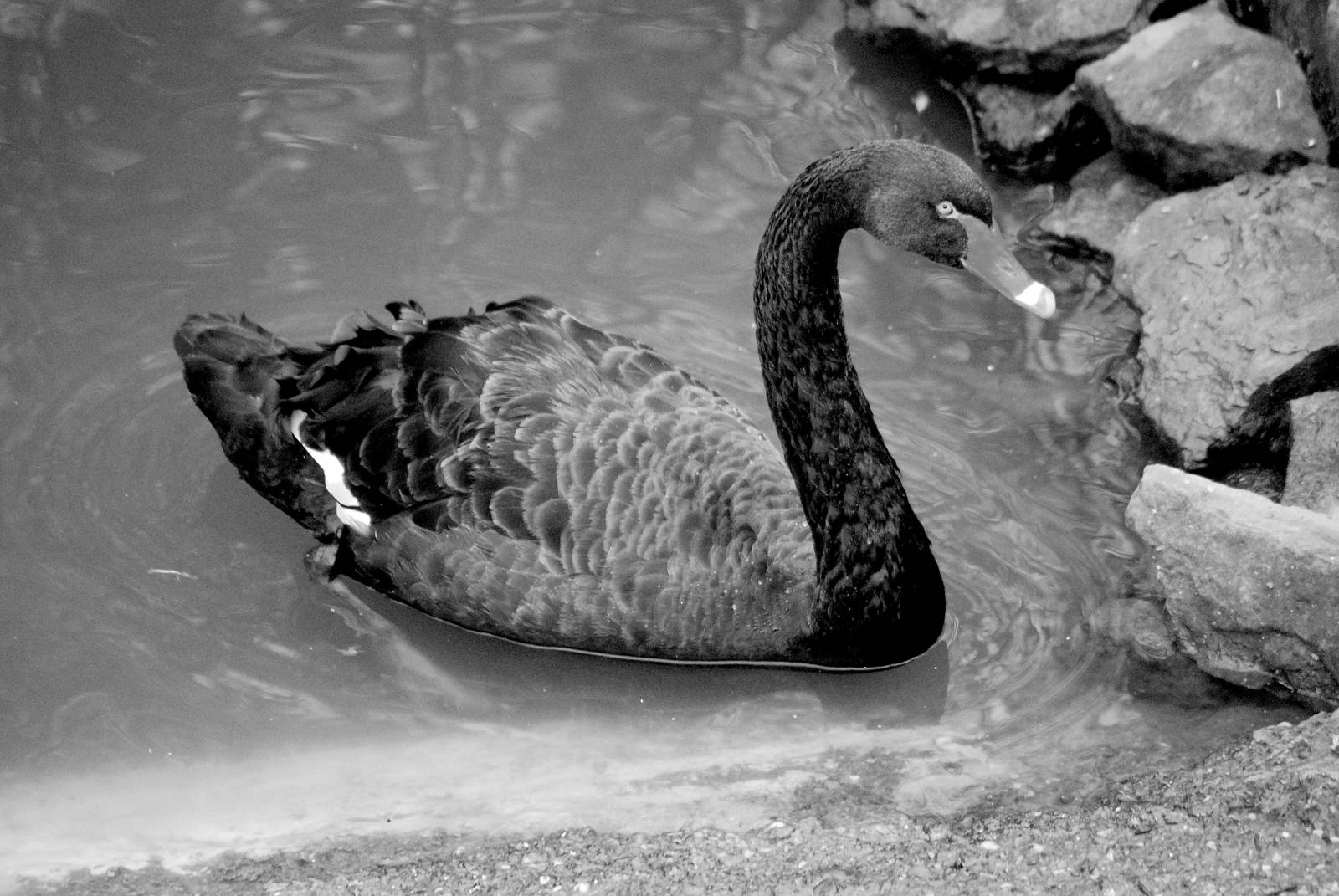 Black Swan
