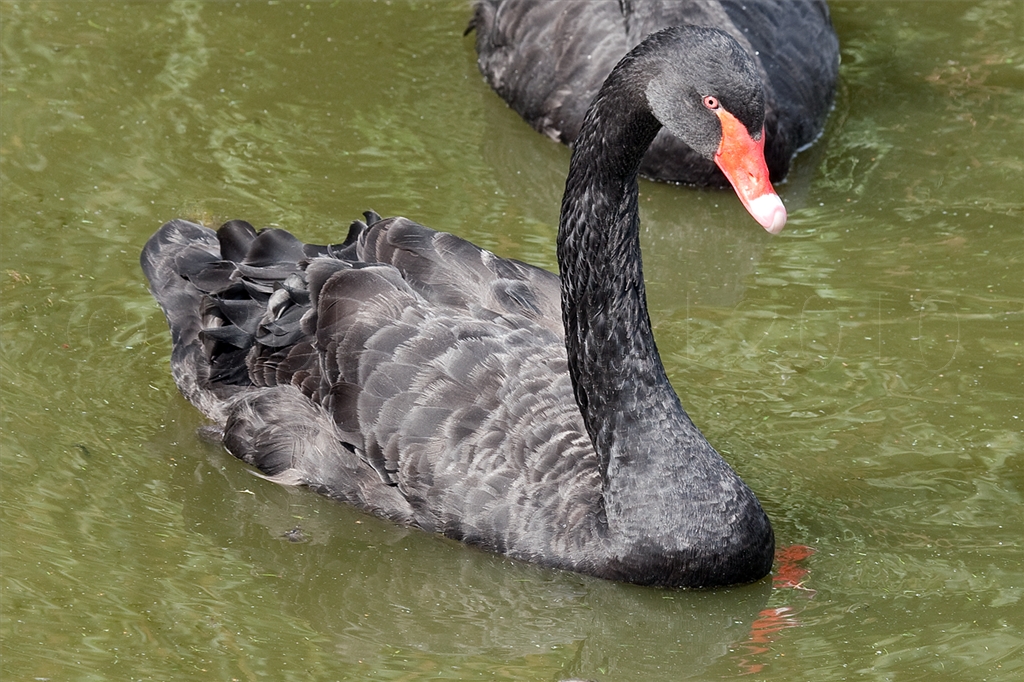 Black Swan