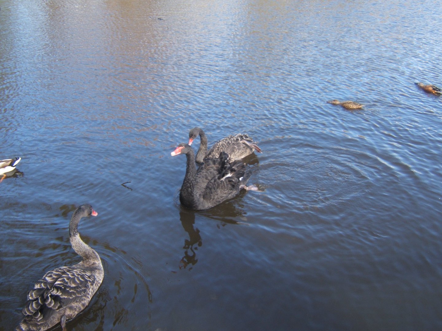 Black Swans 26/03/2019