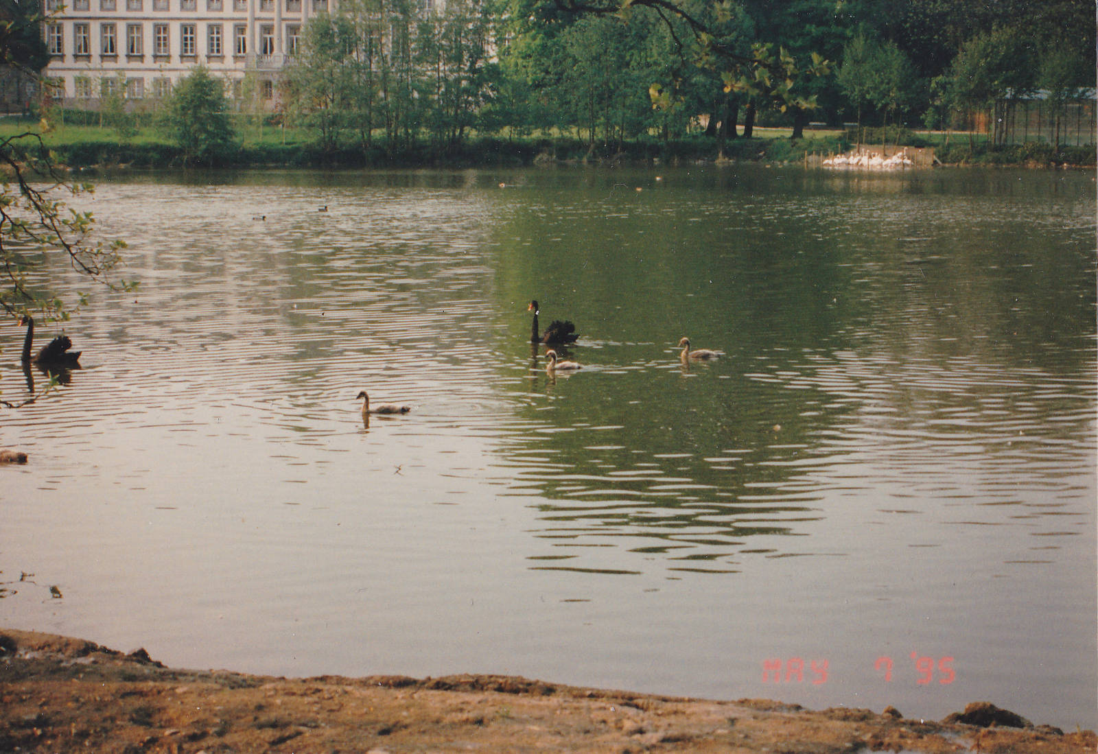 Black swans and other waterfowl