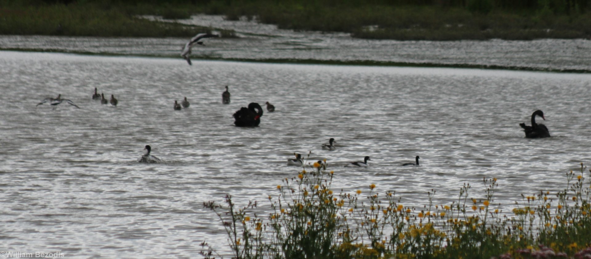 Black Swans and Shelducks - RSPB Burton Mere