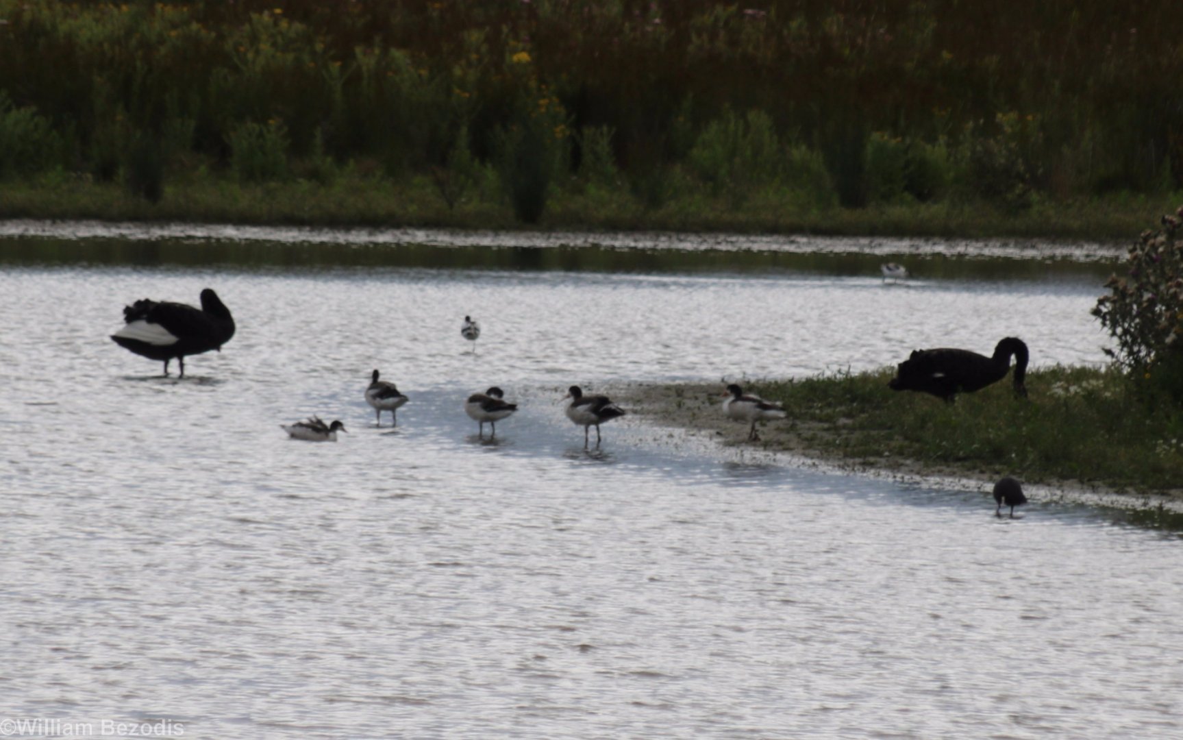 Black Swans and Shelducks - RSPB Burton Mere