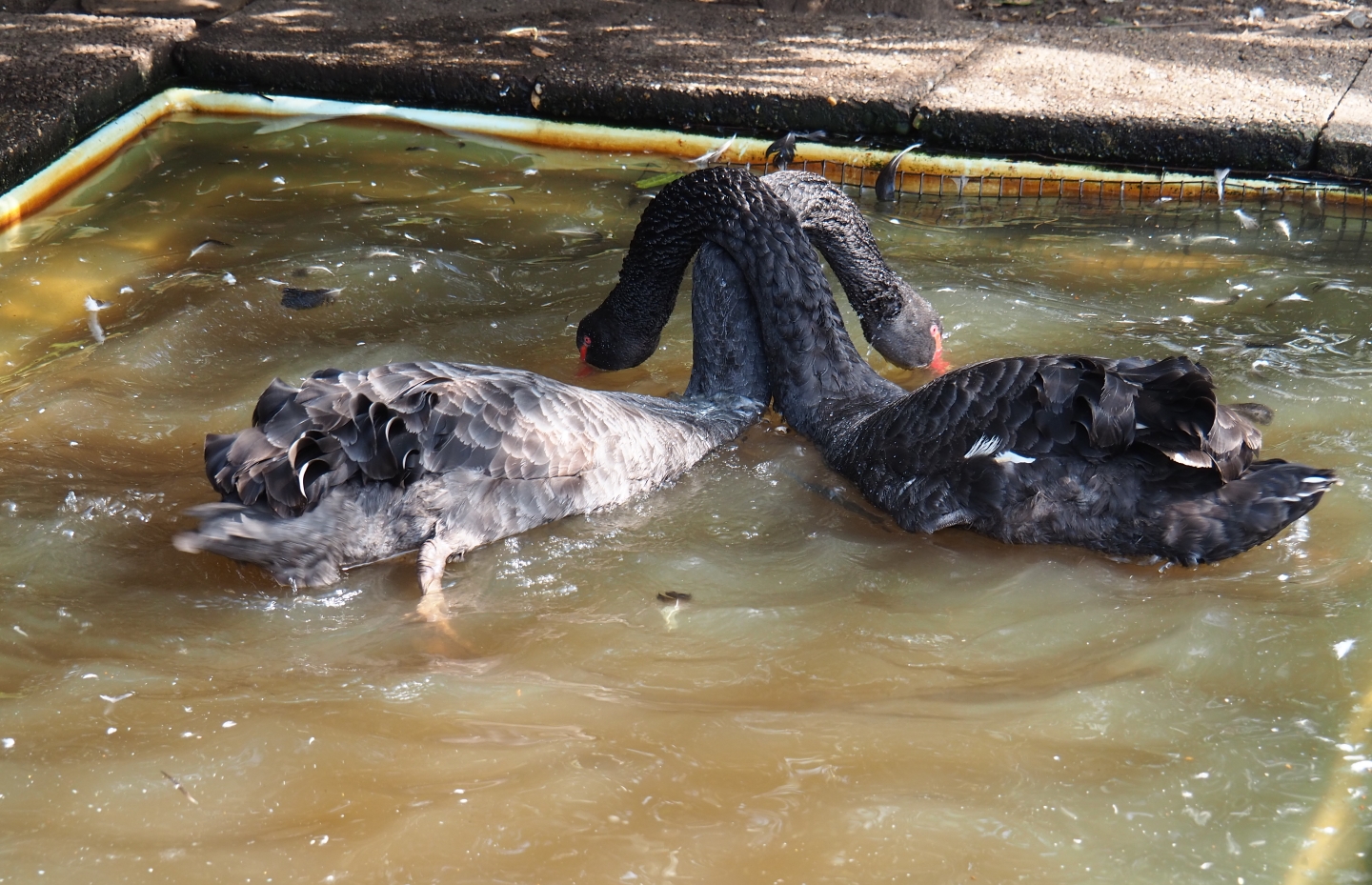 Black swans (Cygnus atratus), 2019-04-06