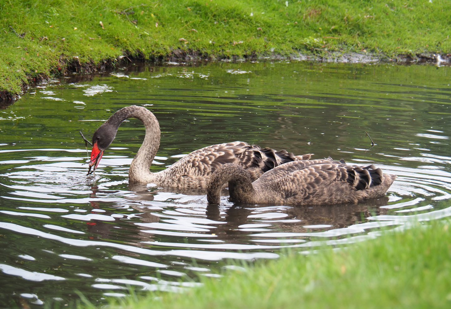 Black swans (Cygnus atratus), 2019-08-11