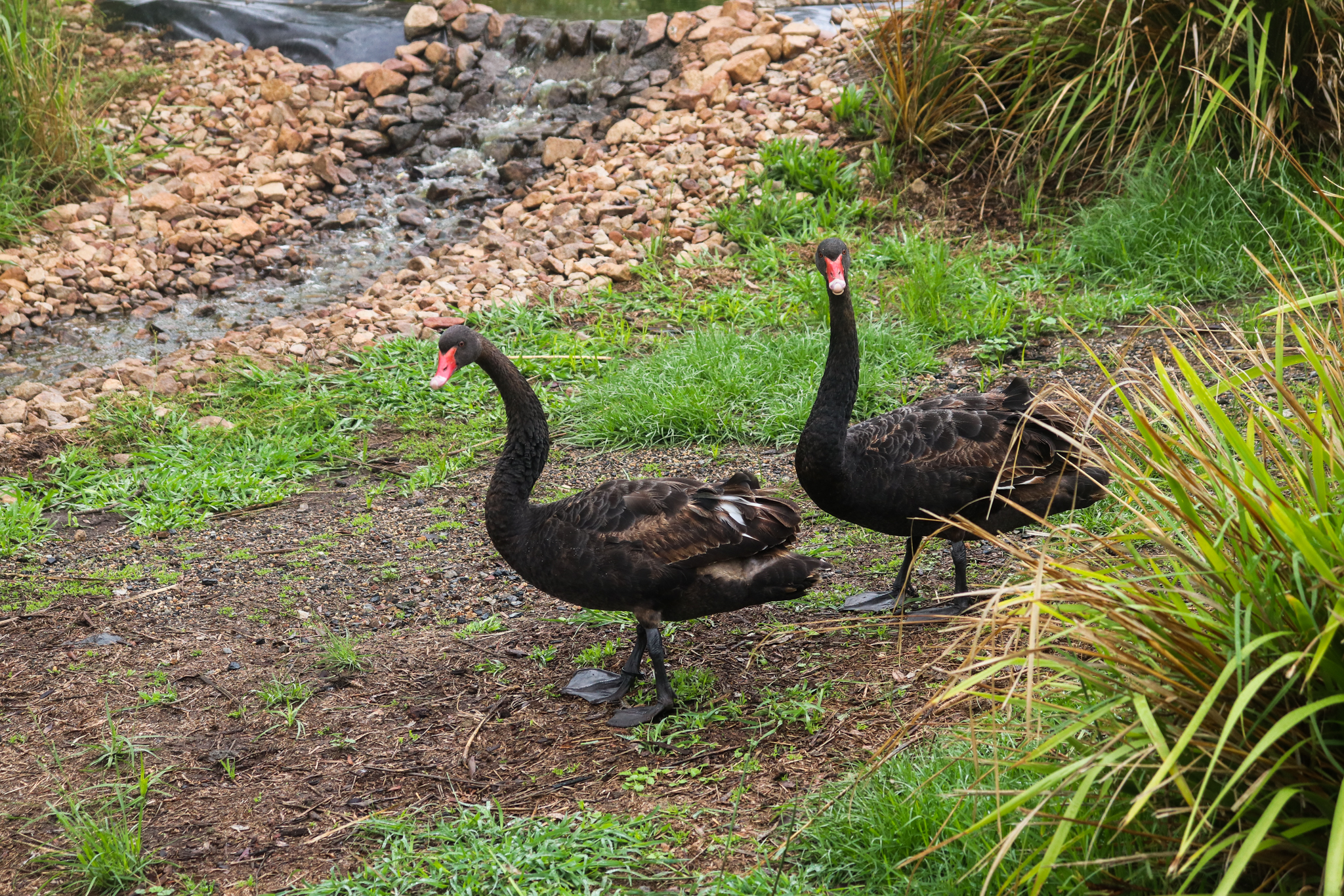 Black Swans (Cygnus atratus) - February 2020