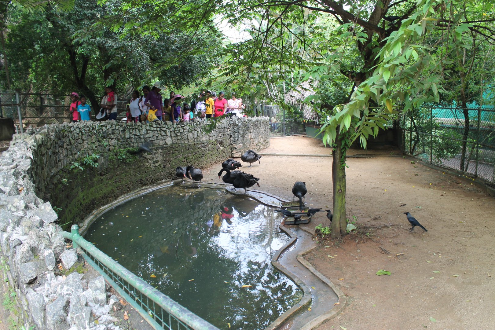 Black Swans (Cygnus atratus)