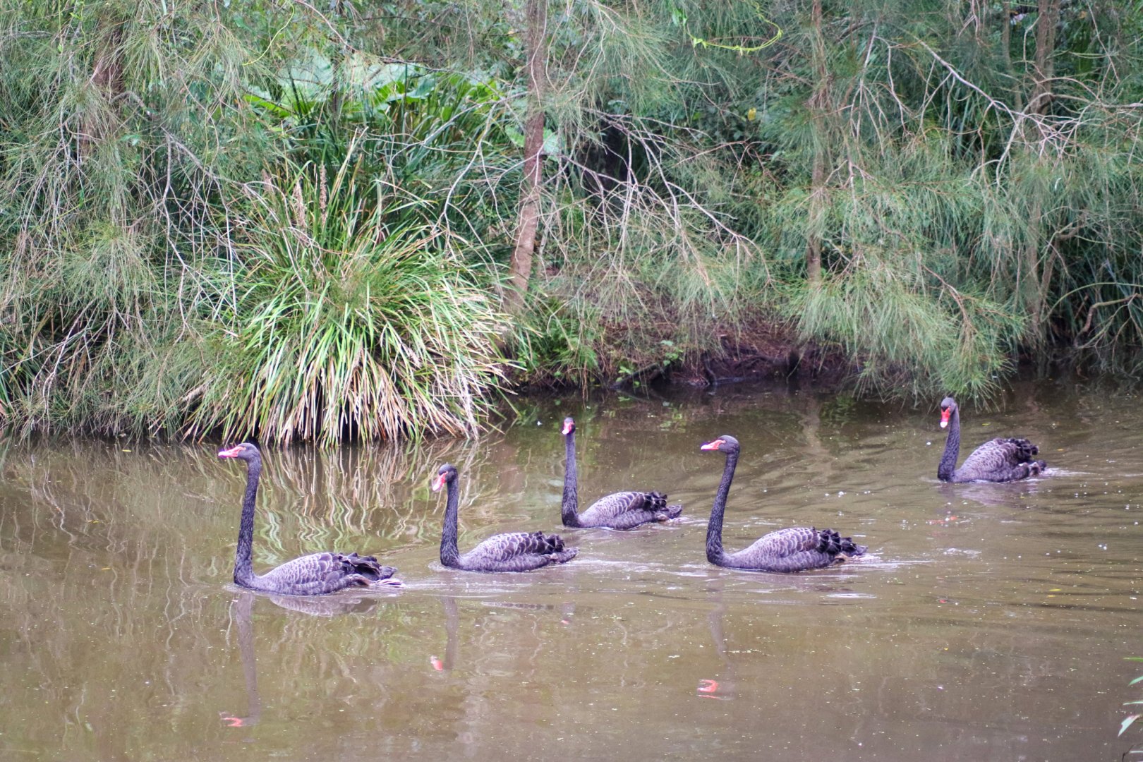 Black Swans (Cygnus atratus)
