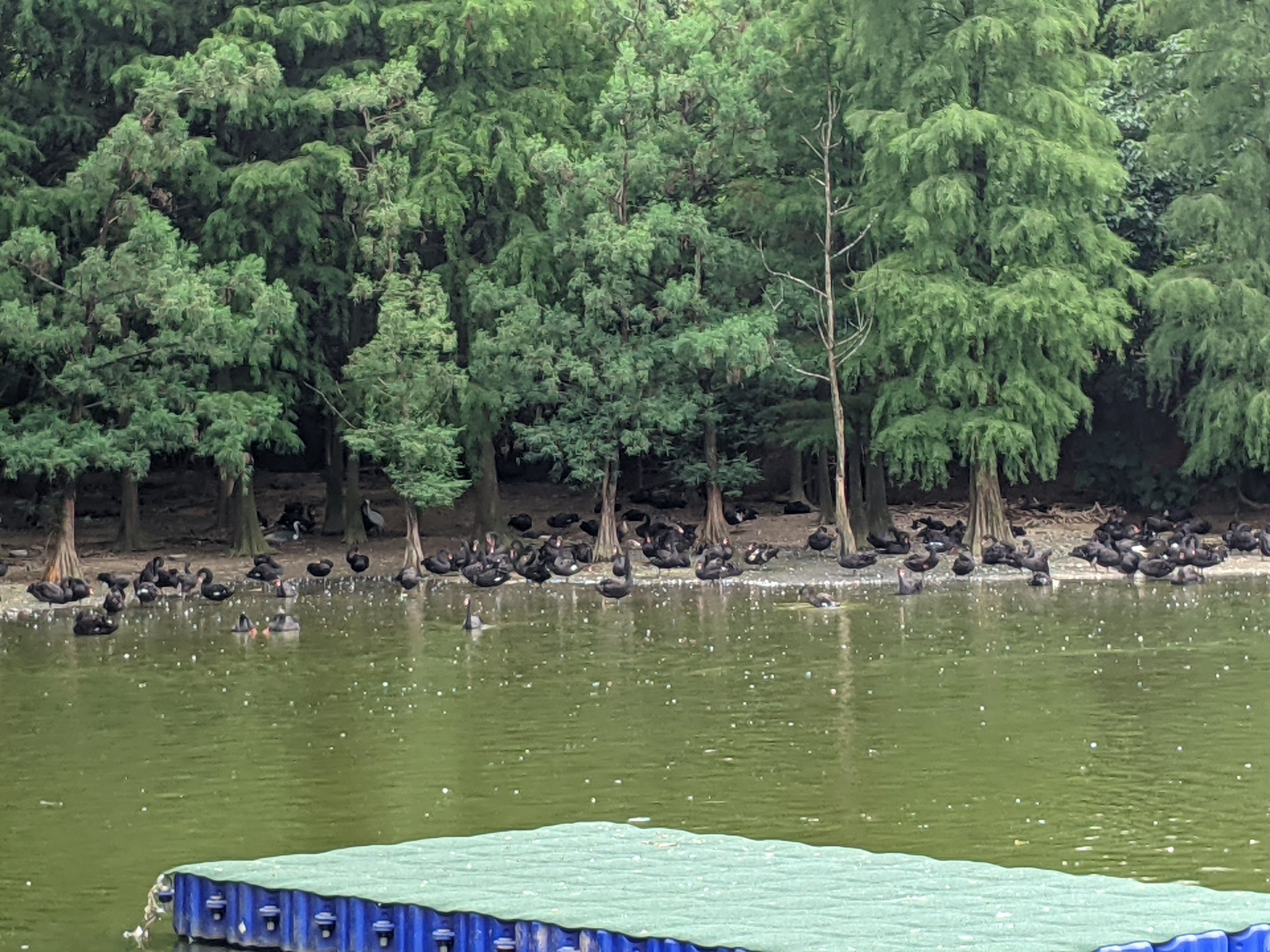 Black Swans (Cygnus atratus)