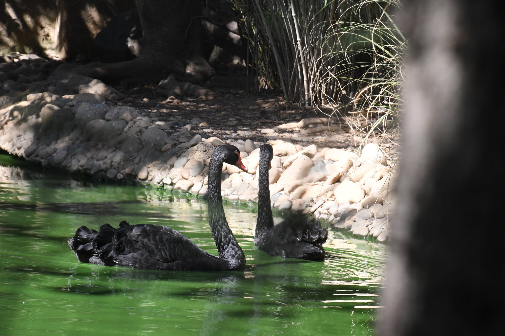 Black Swans (in the moat of Gibbons Island)