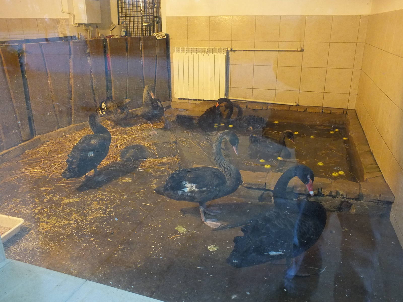 Black swans indoors