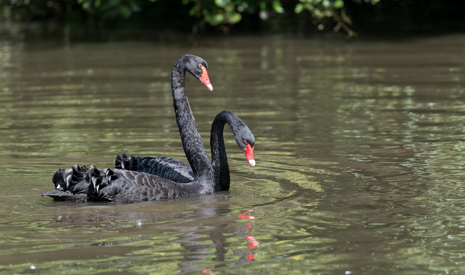Black swans, Jimmy's Farm and Wildlife Park, UK