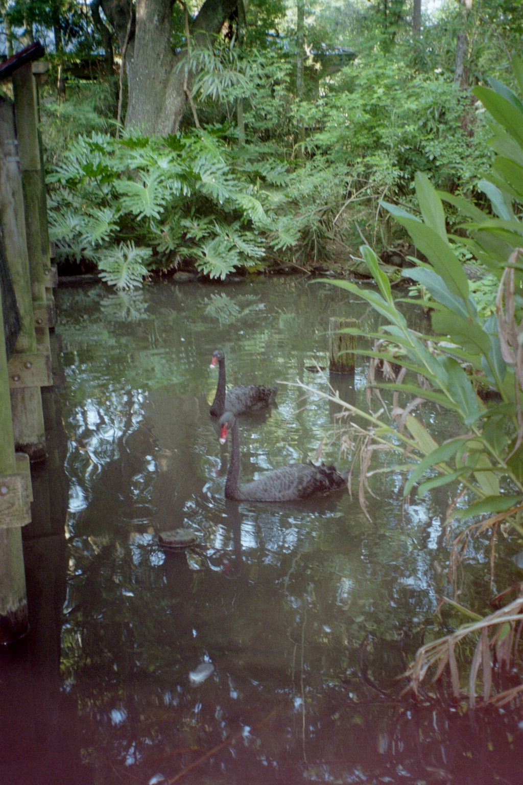Black Swans - Main Pond