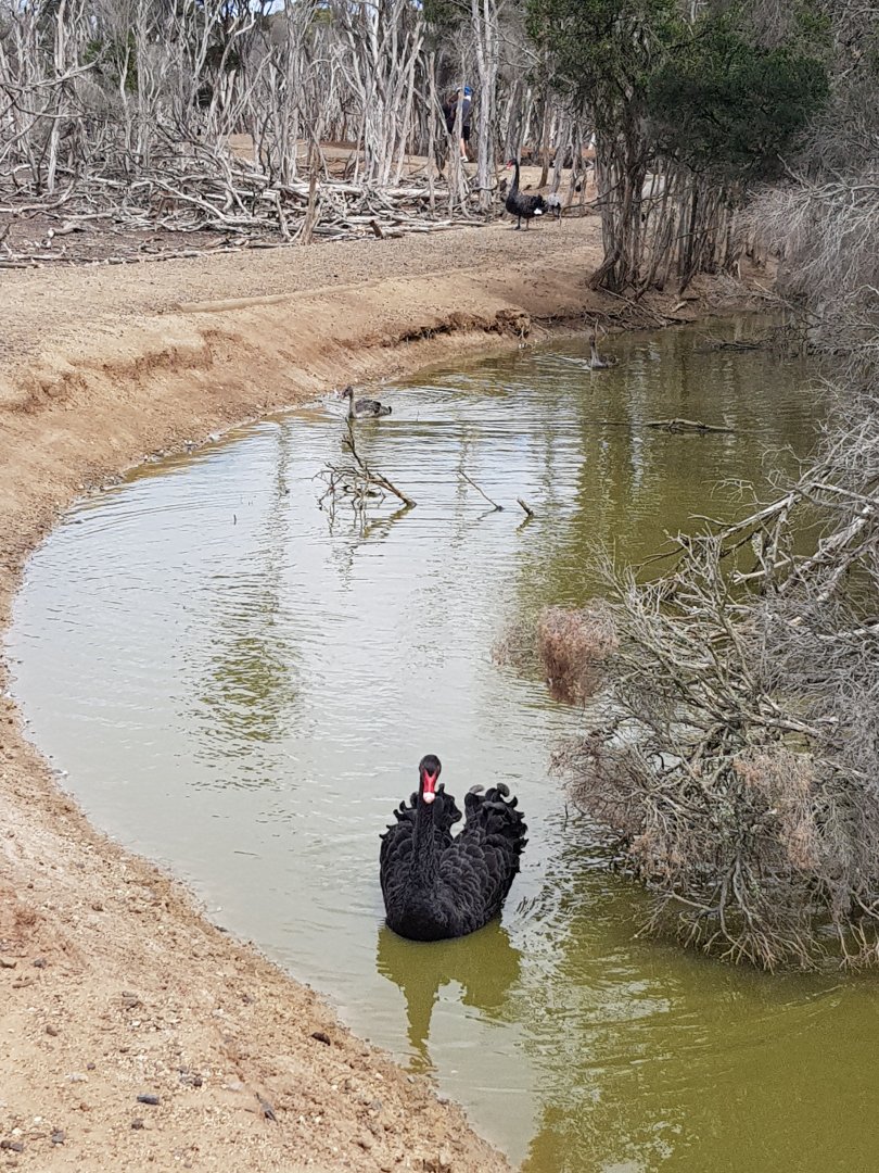 Black Swans - Phillip Island Wildlife Park