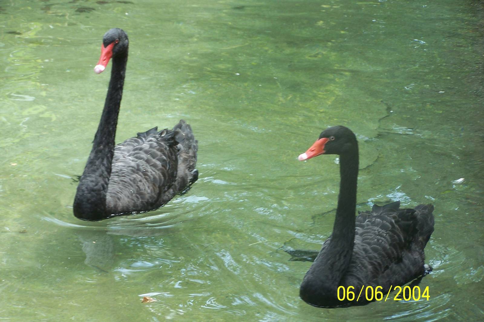 Black Swans ~ Voyage to Australia and the Islands