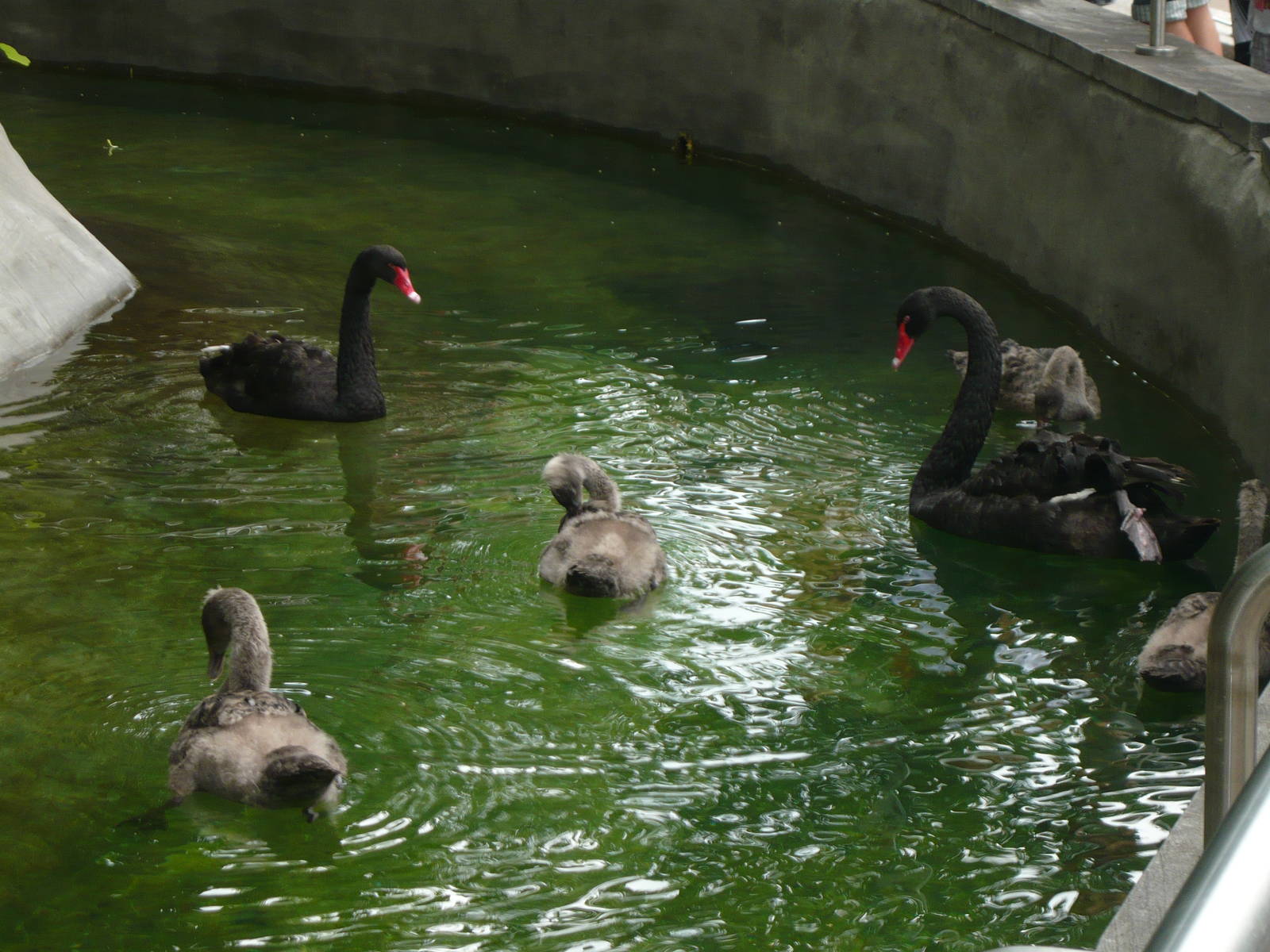 Black swans with chicks
