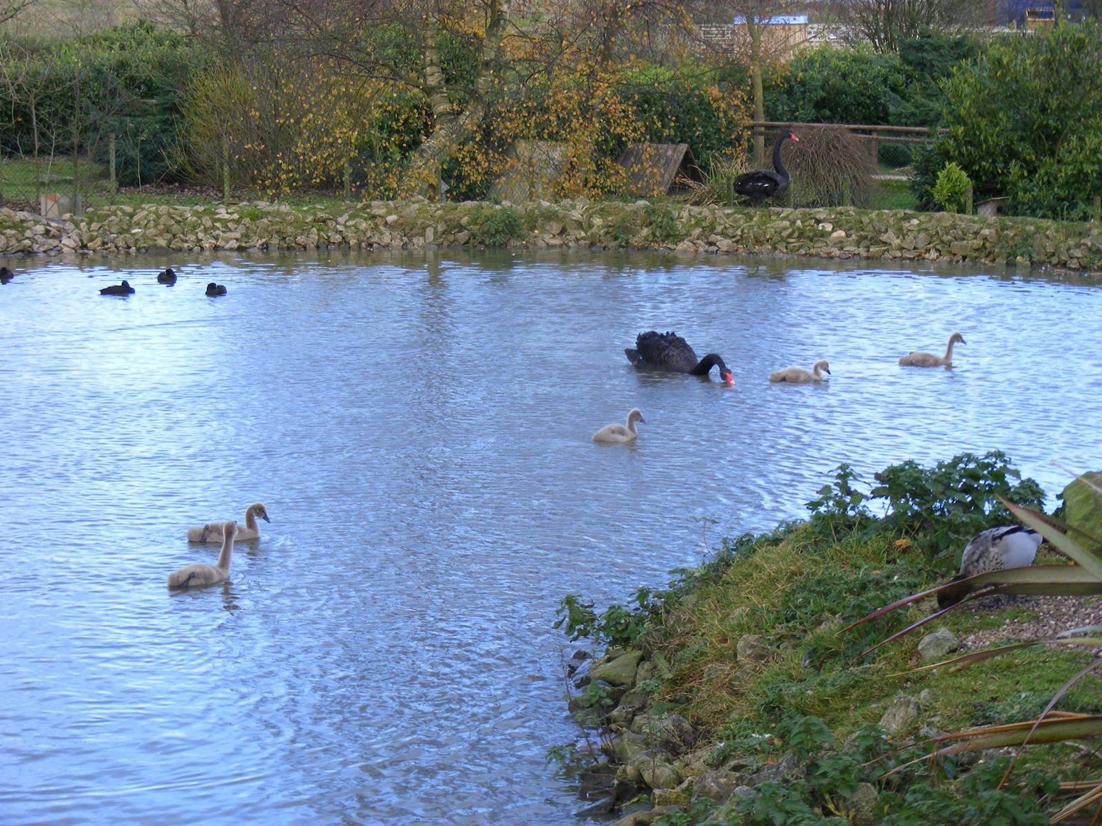 Black swans with cygnets at Blackbrook Zoo, 13 November 2010