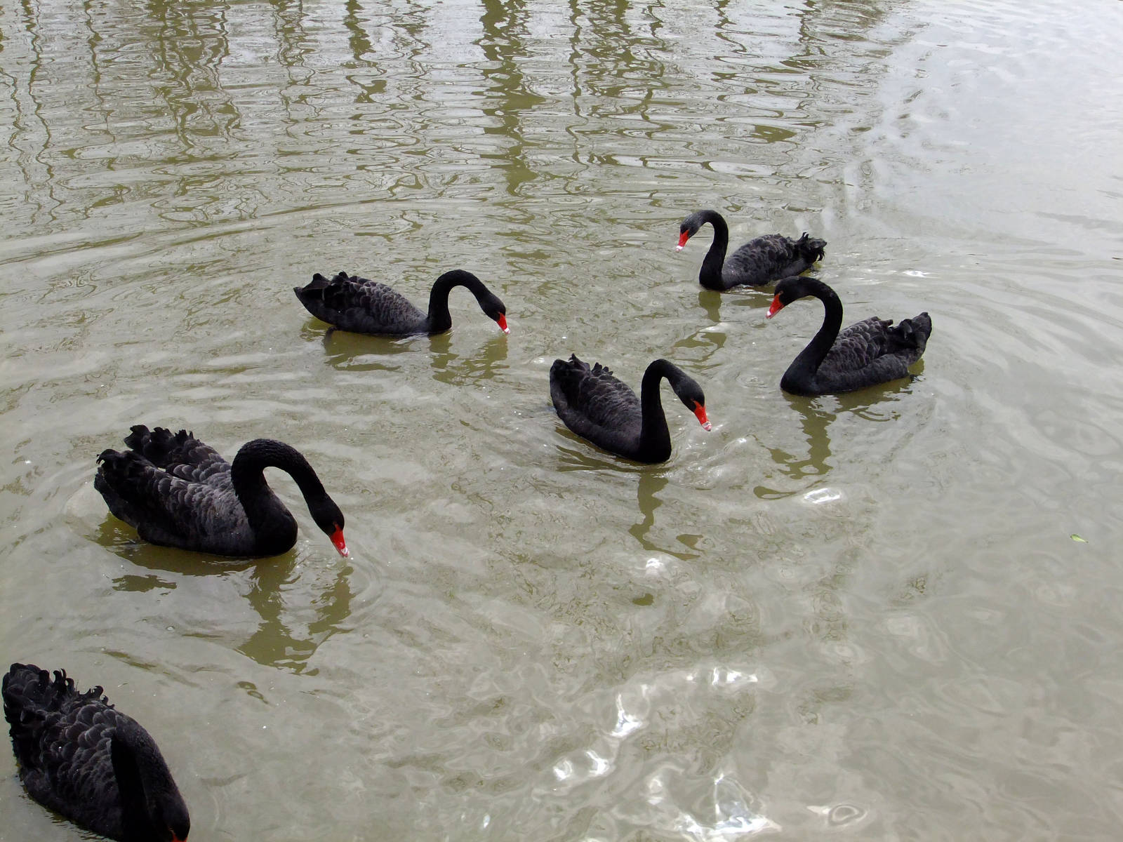 Black Swans