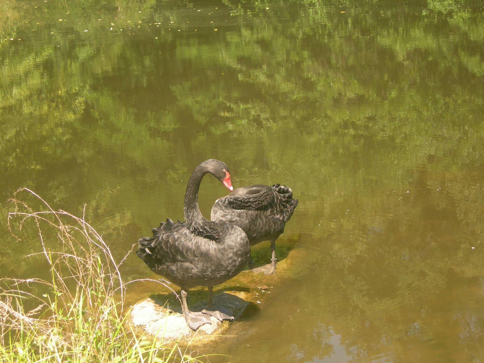 Black Swans