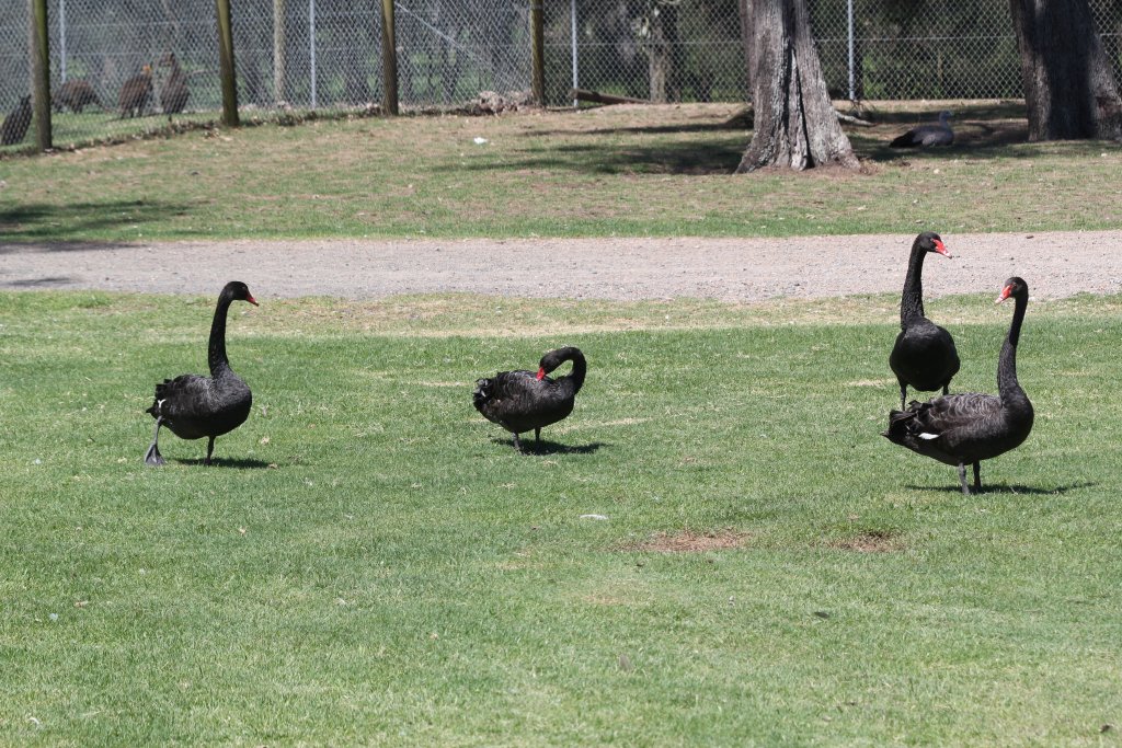 Black Swans