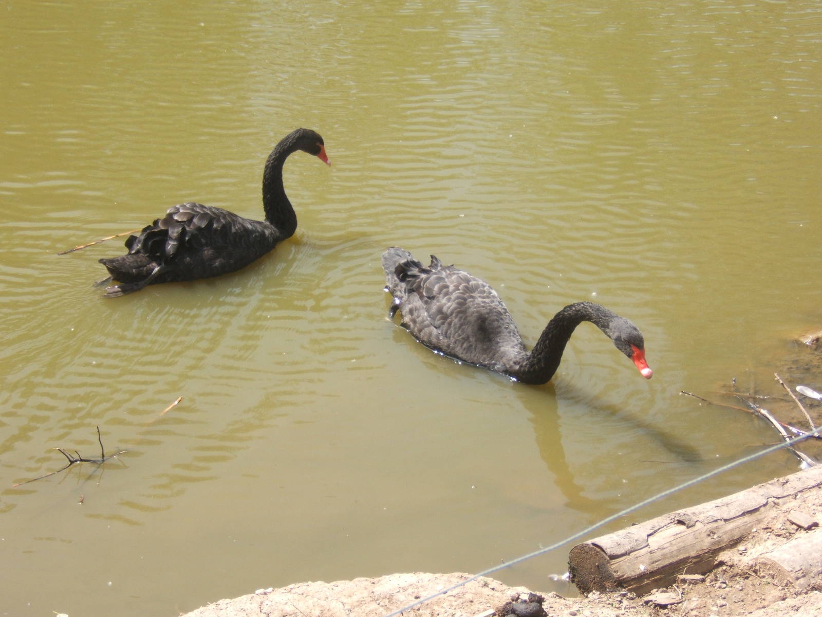 Black Swans