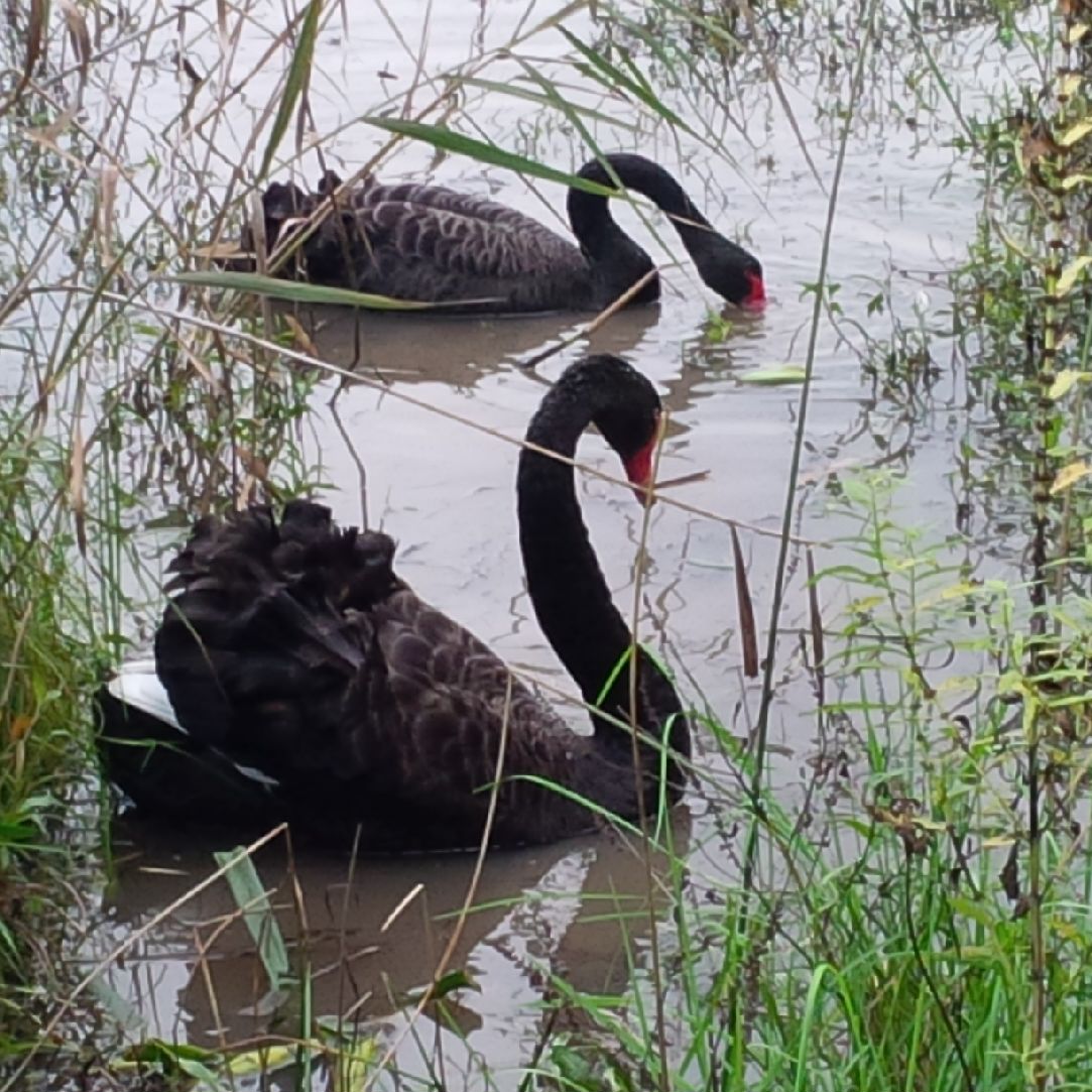 Black Swans