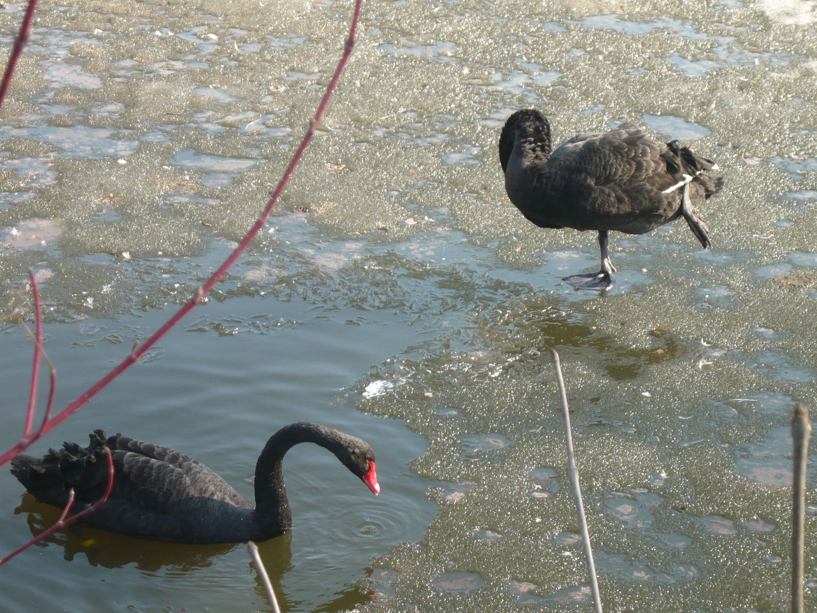 Black swans
