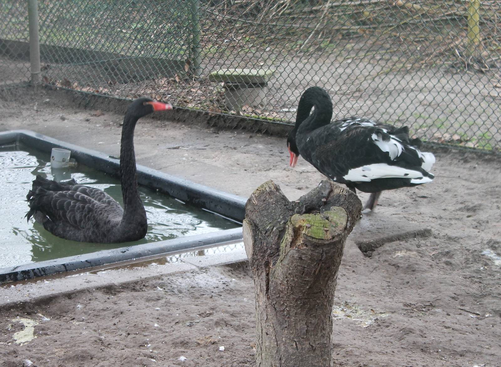 Black swans