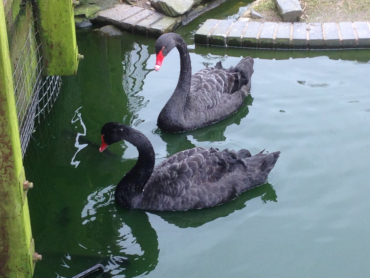 Black Swans
