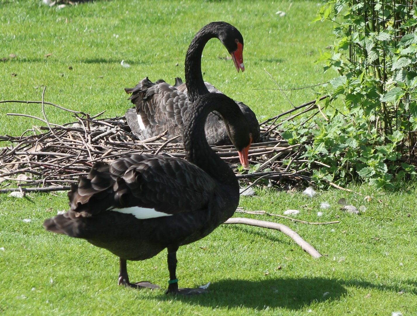 Black swans