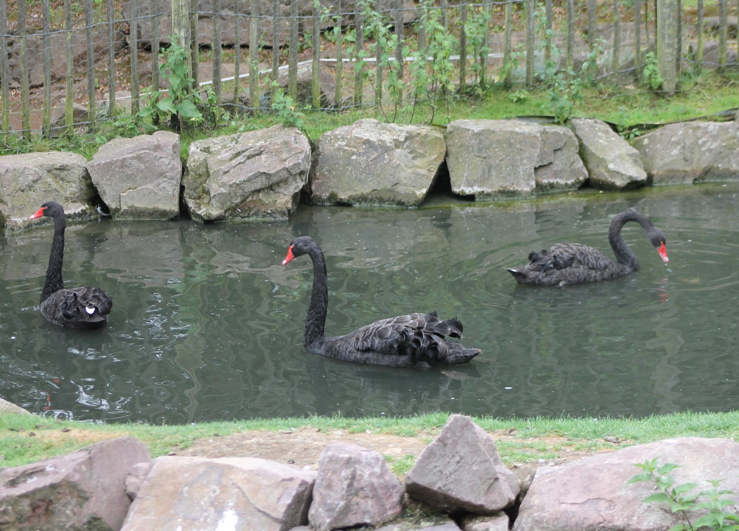 Black swans