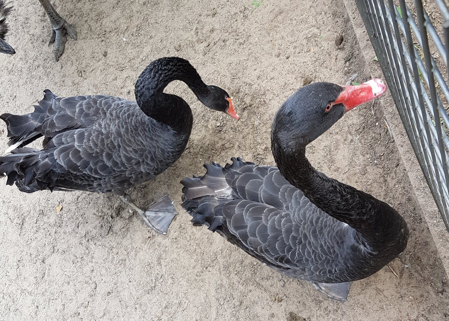 Black swans