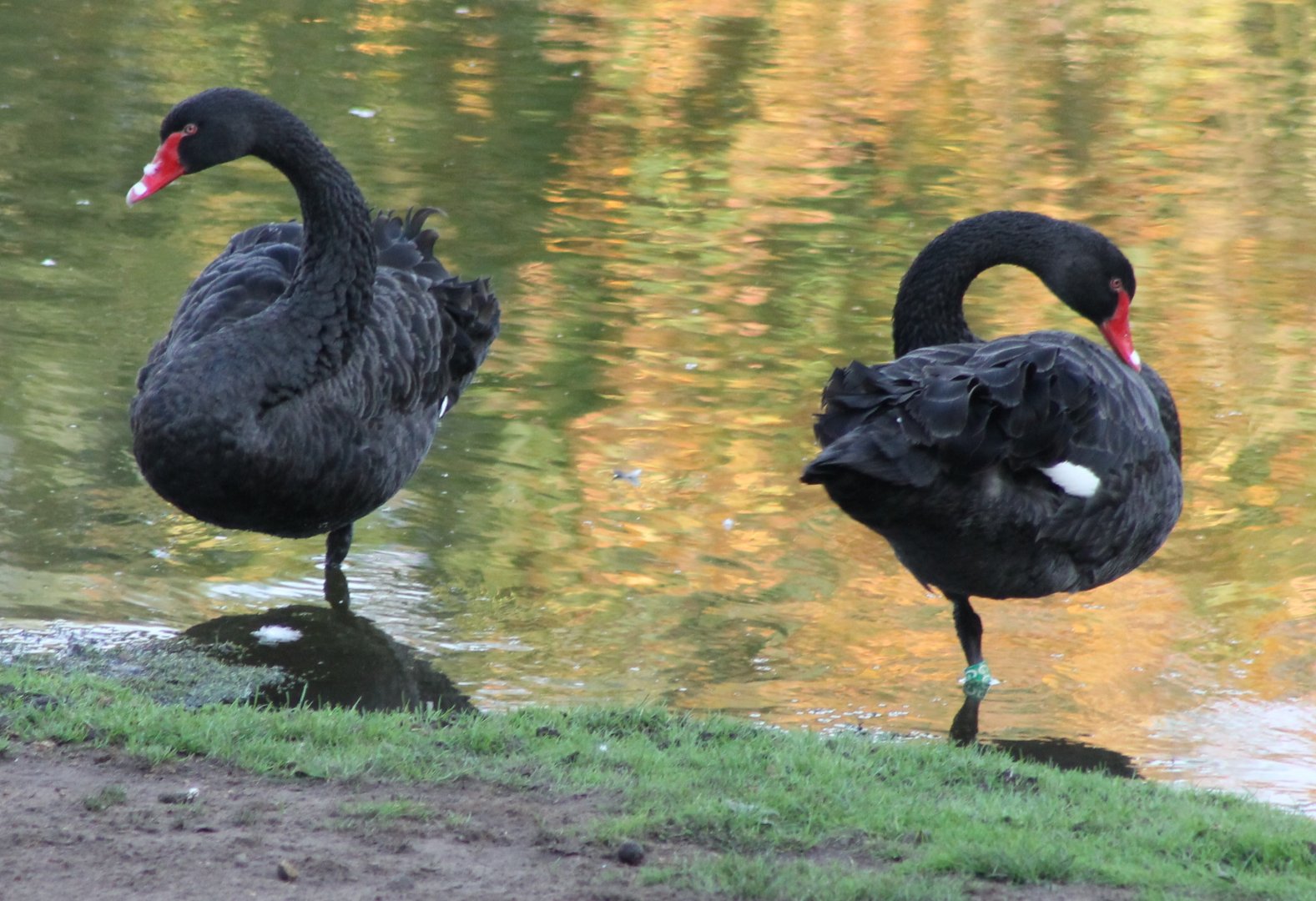 Black swans