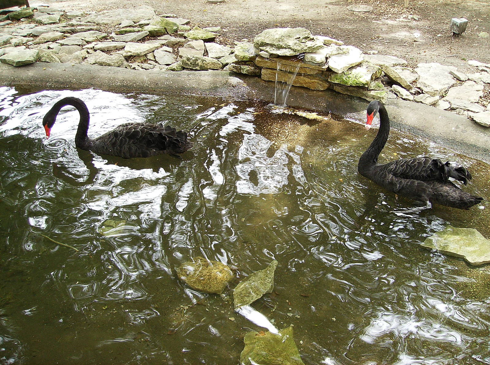 Black Swans