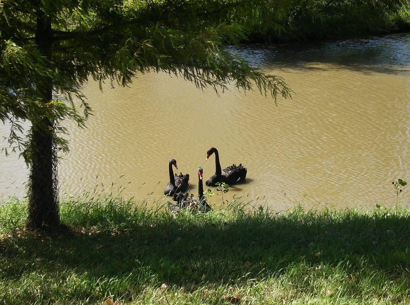 Black Swans