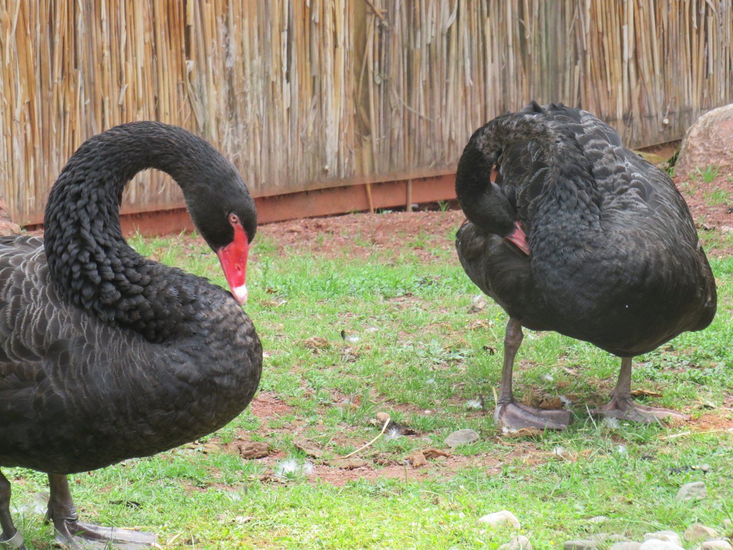 Black swans