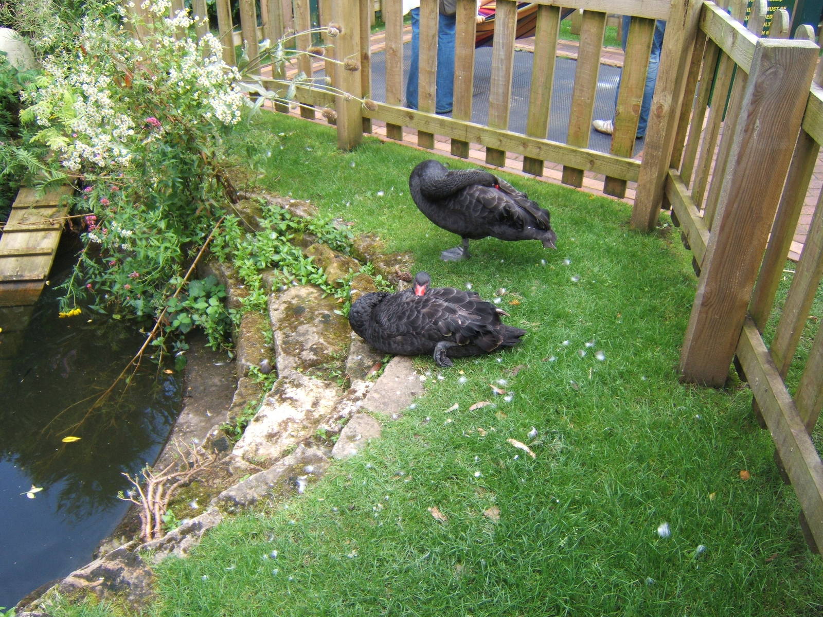 Black Swans
