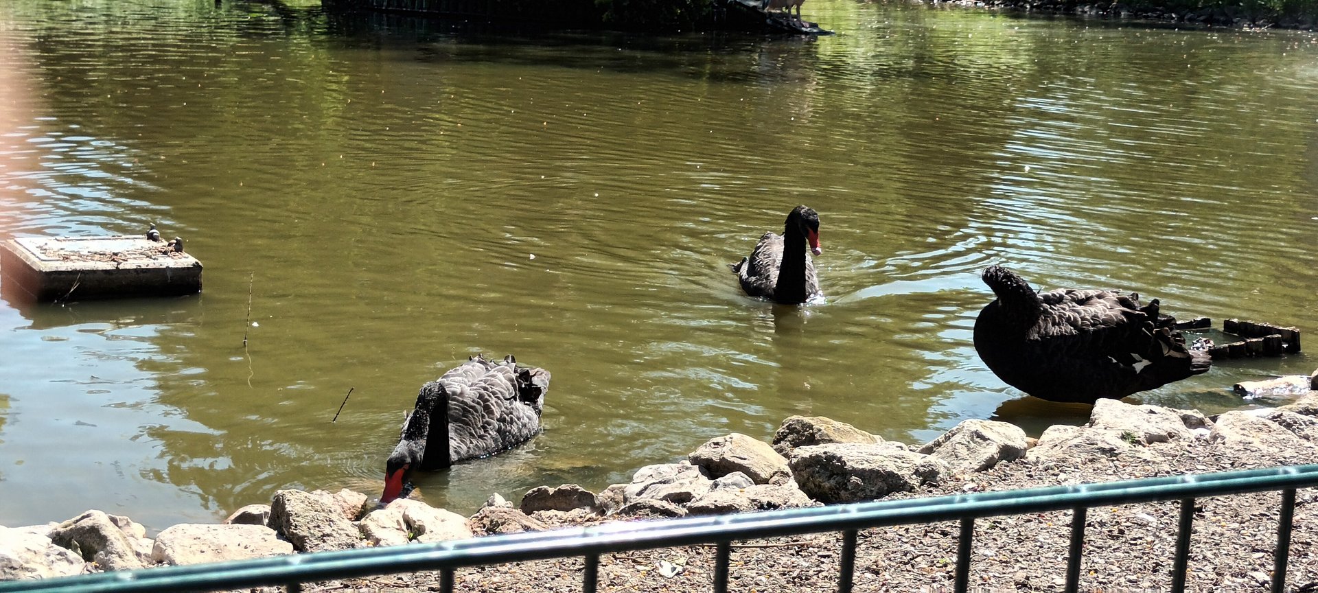 Black Swans