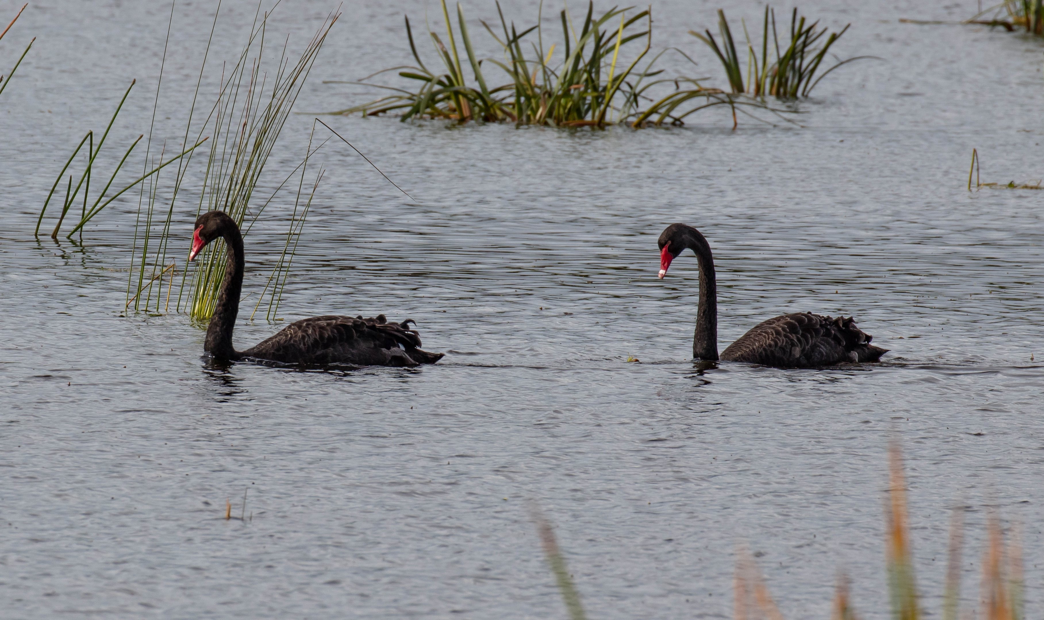 Black Swans