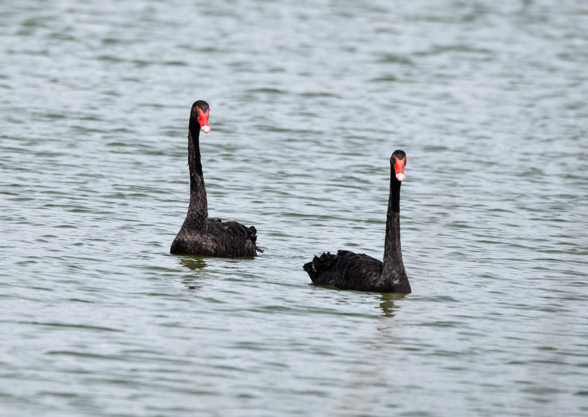 Black Swans