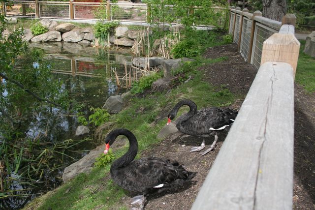Black Swans