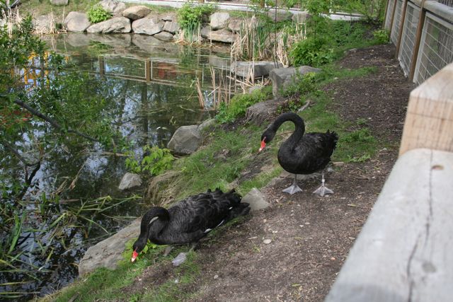 Black Swans
