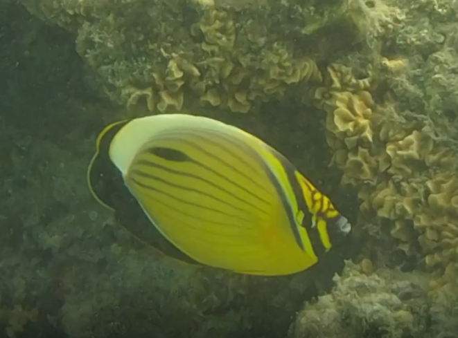 Black-tail butterflyfish - Chaetodon austriacus